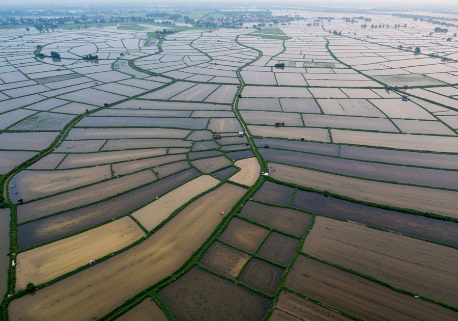 Cá rô đồng ăn ở tầng nước nào để nuôi hoặc câu hiệu quả nhất