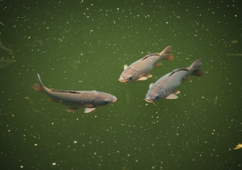 Cá chép giòn thích ăn gì nhất và có cần thay đổi theo mùa không? - KHOA HỌC