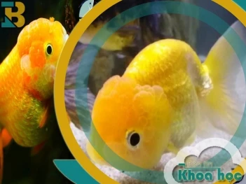 Cá chép sư tử vàng đồng giá bao nhiêu và có dễ nuôi không? - KHOA HỌC