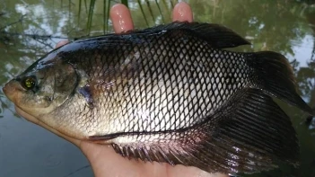 Quy định mật độ nuôi cá tai tượng hiệu quả - KHOA HỌC