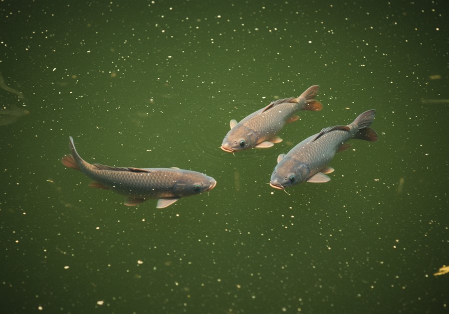 cá chép giòn thích ăn gì nhất